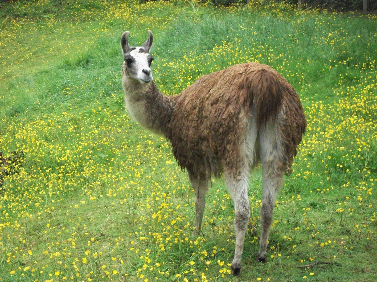Soggy Llama time again, 7th June 2014