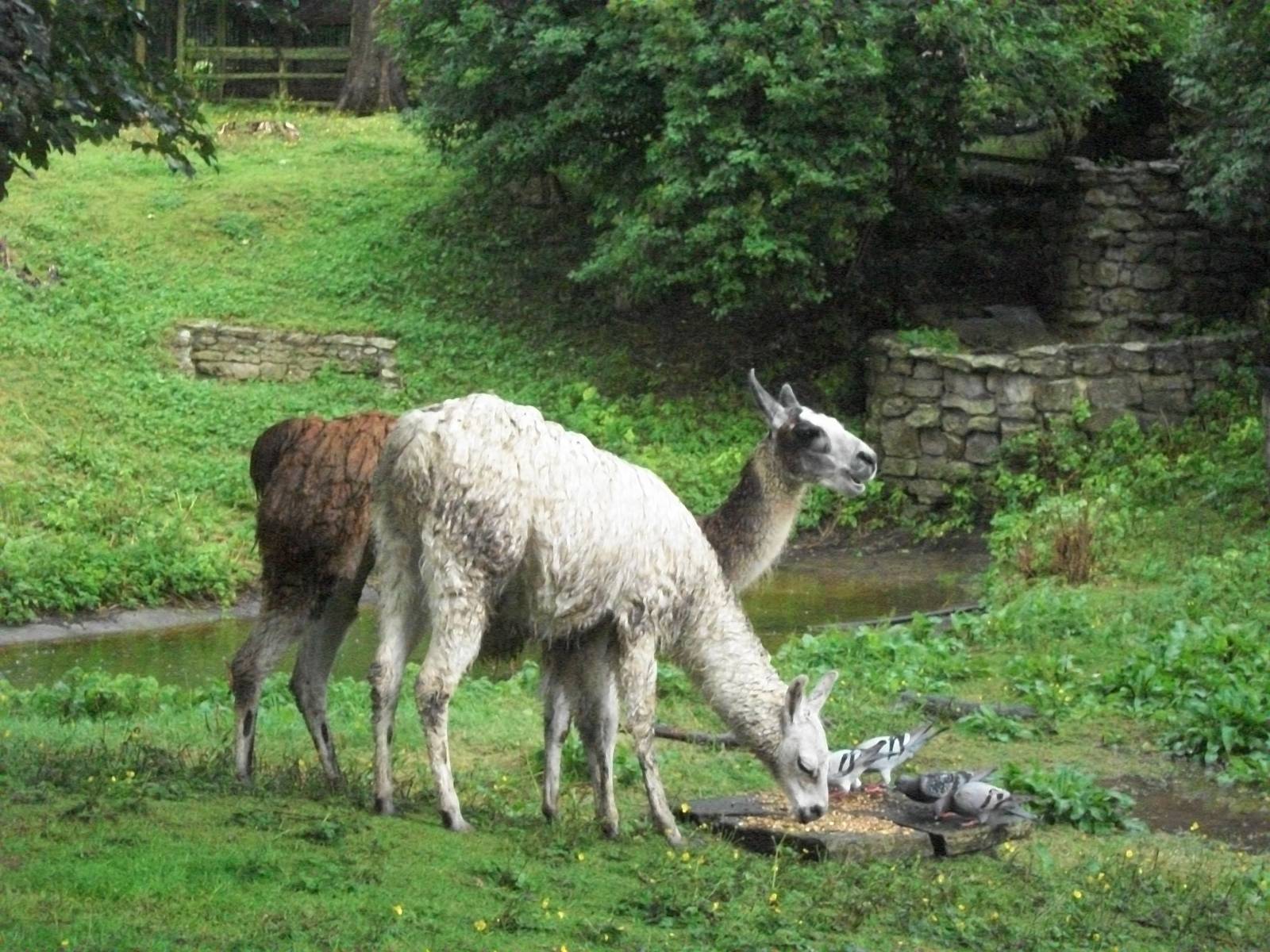 Soggy Llamas time again, 10th August 2014
