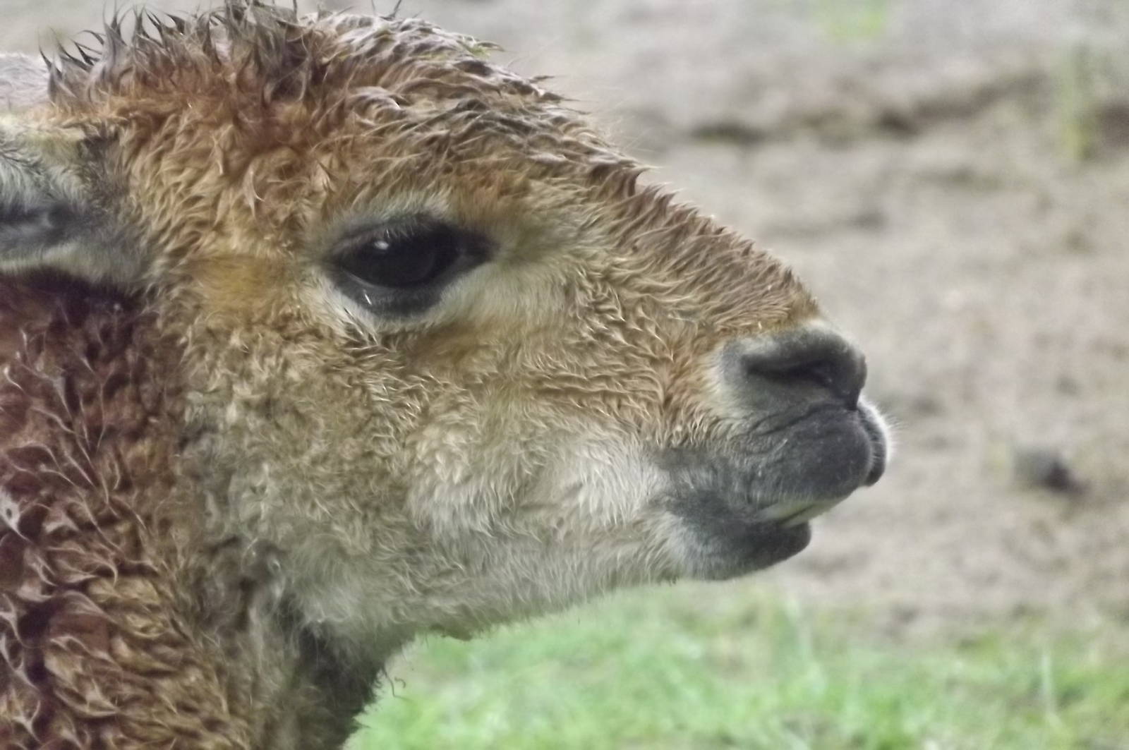 Soggy looking Vicuna at Blackpool Zoo 16/06/12