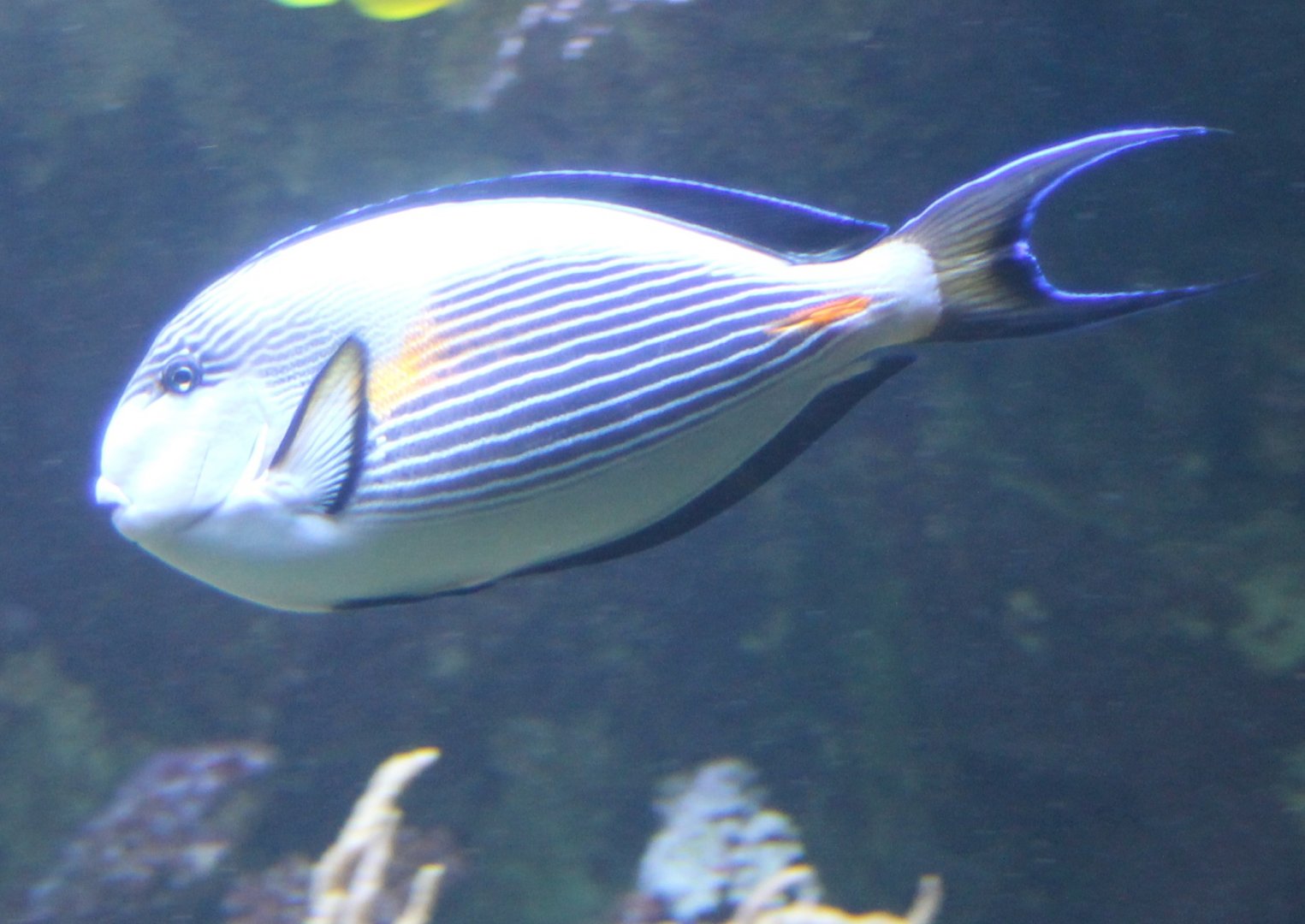 Sohal surgeonfish - Acanthurus sohal