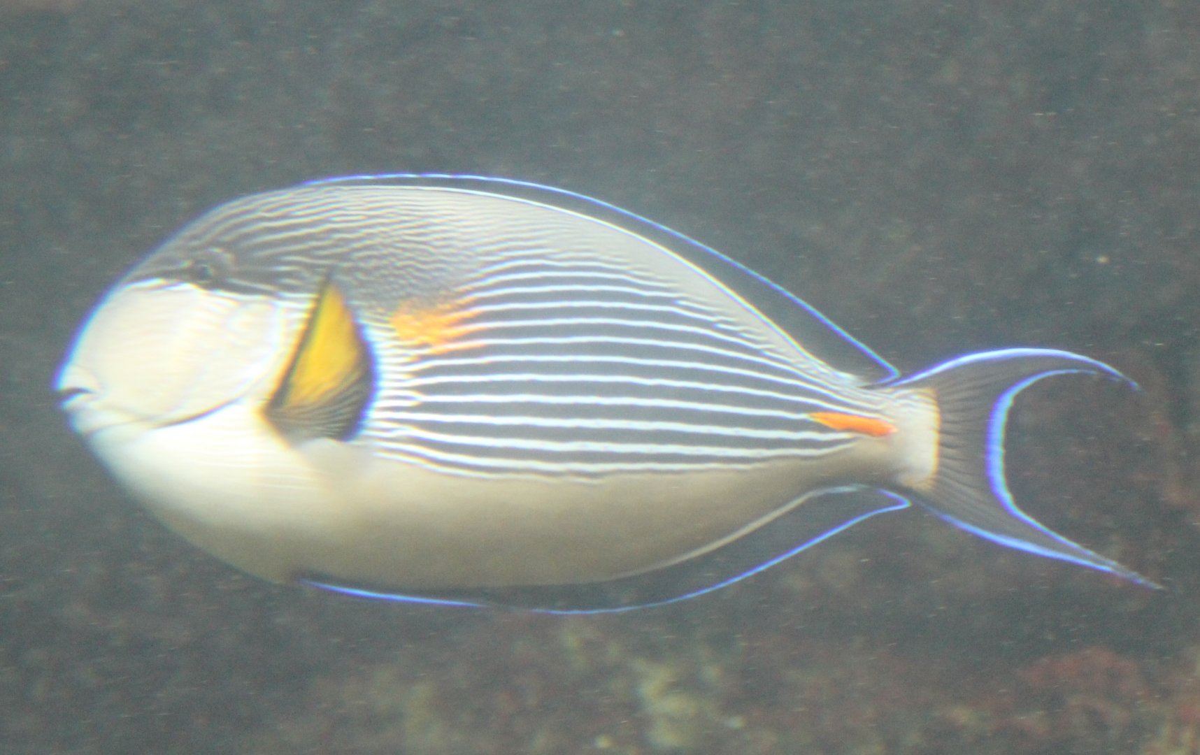 Sohal surgeonfish - Acanthurus sohal