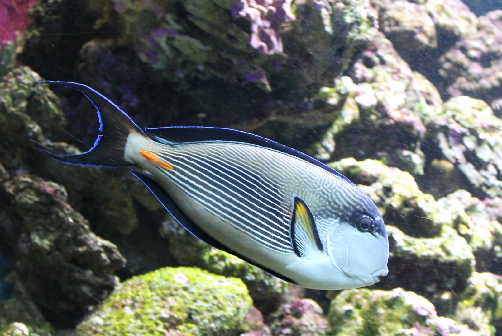 Sohal surgeonfish - Acanthurus sohal