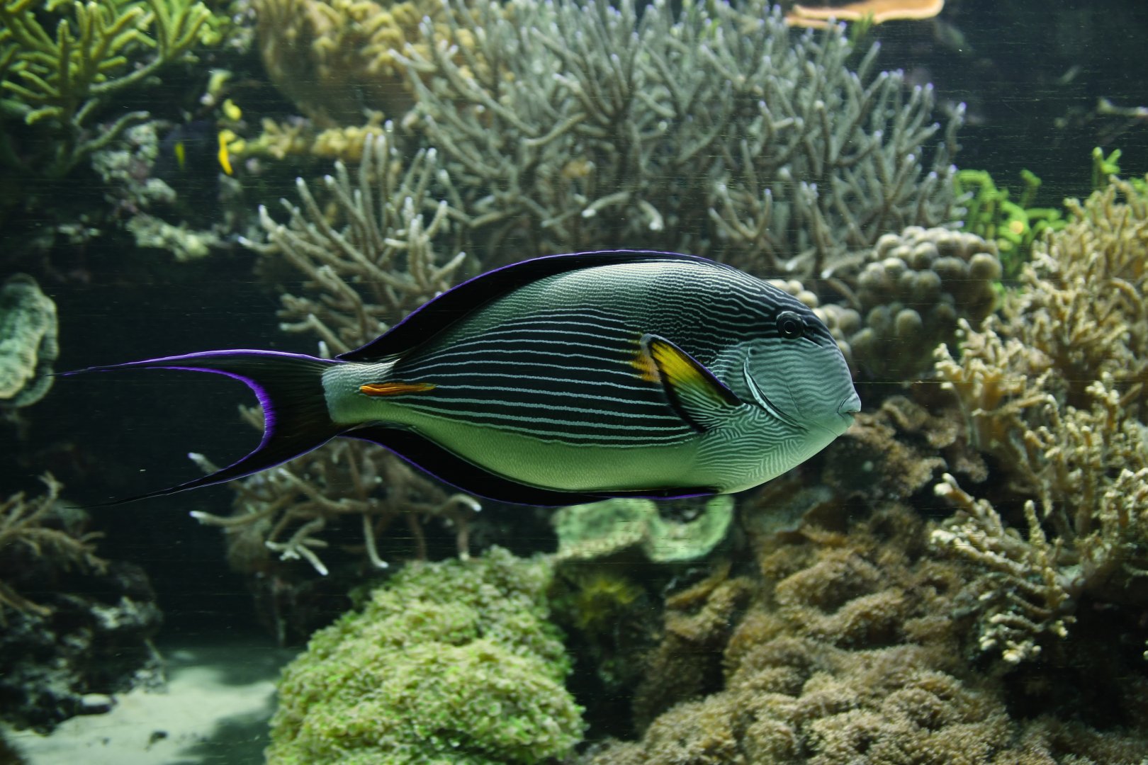 Sohal surgeonfish (Acanthurus sohal)