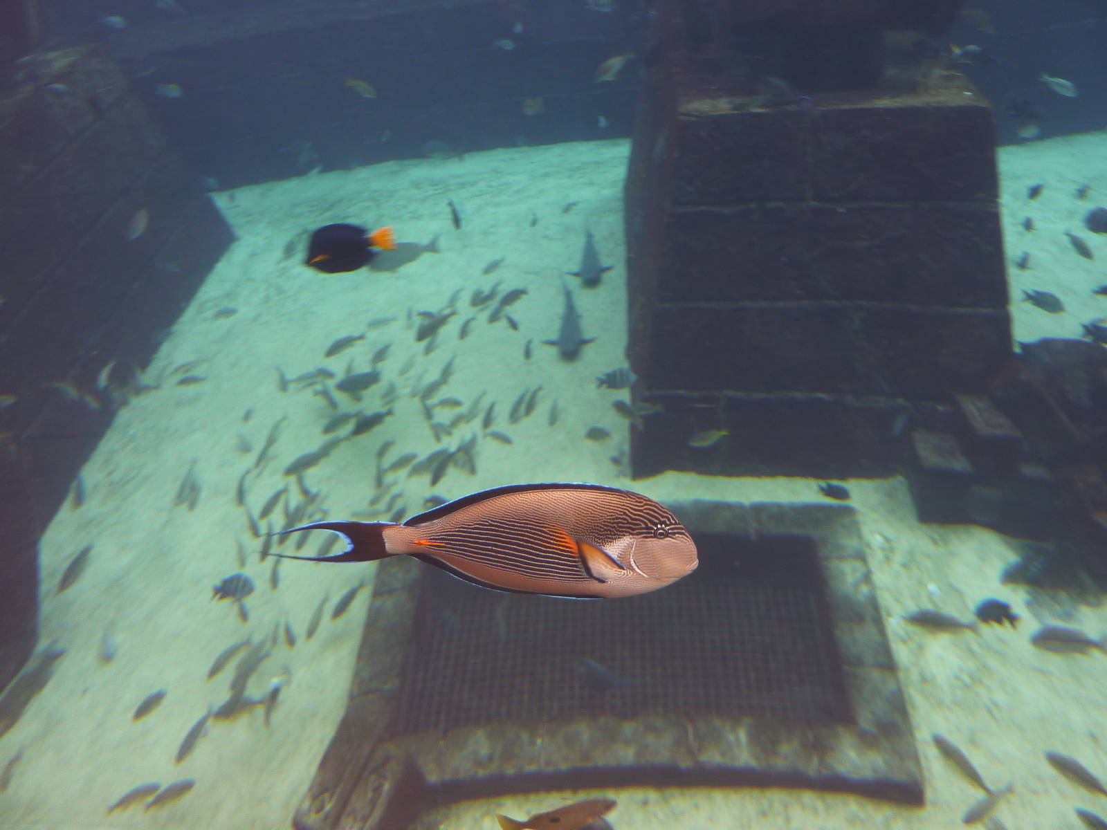 Sohal surgeonfish in Aquaventure tank
