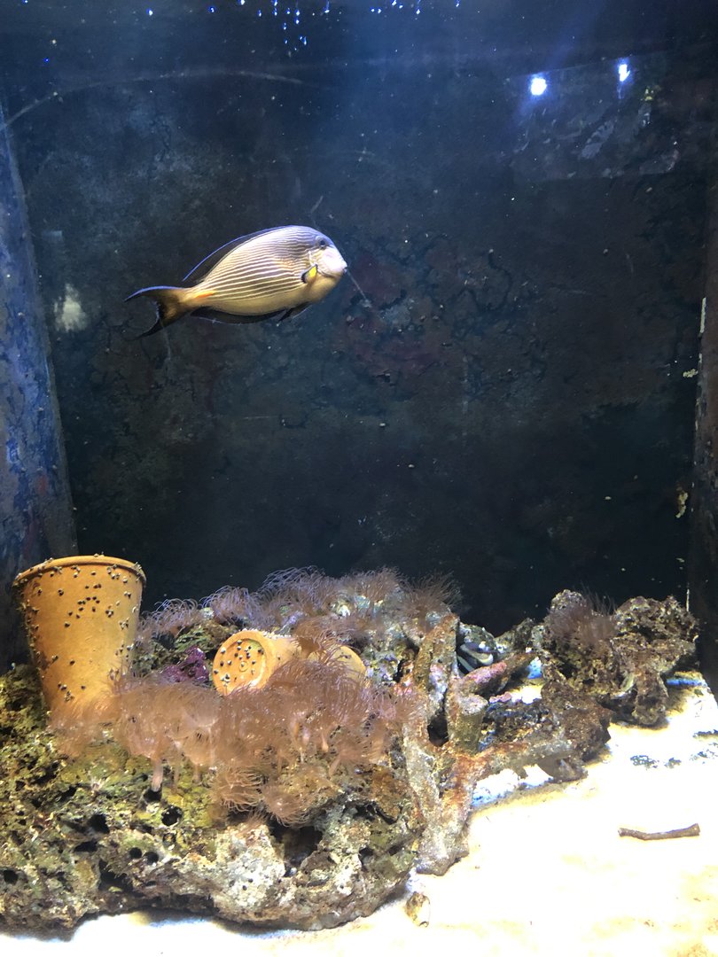 Sohal Surgeonfish Tank at Aqua Vega