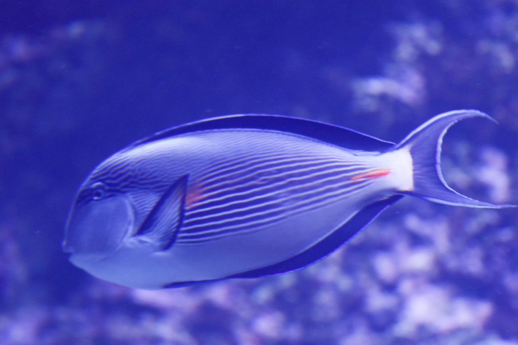 Sohal Surgeonfish