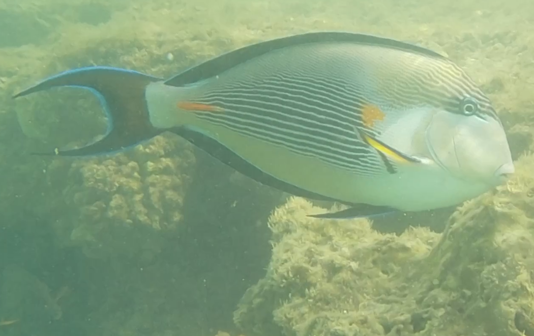 Sohal surgeonfish