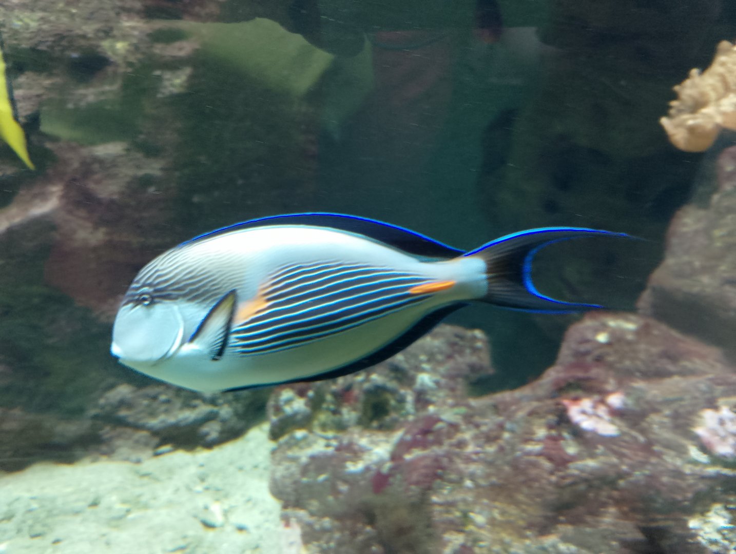 Sohal surgeonfish
