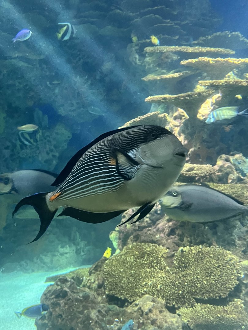 Sohal surgeonfish