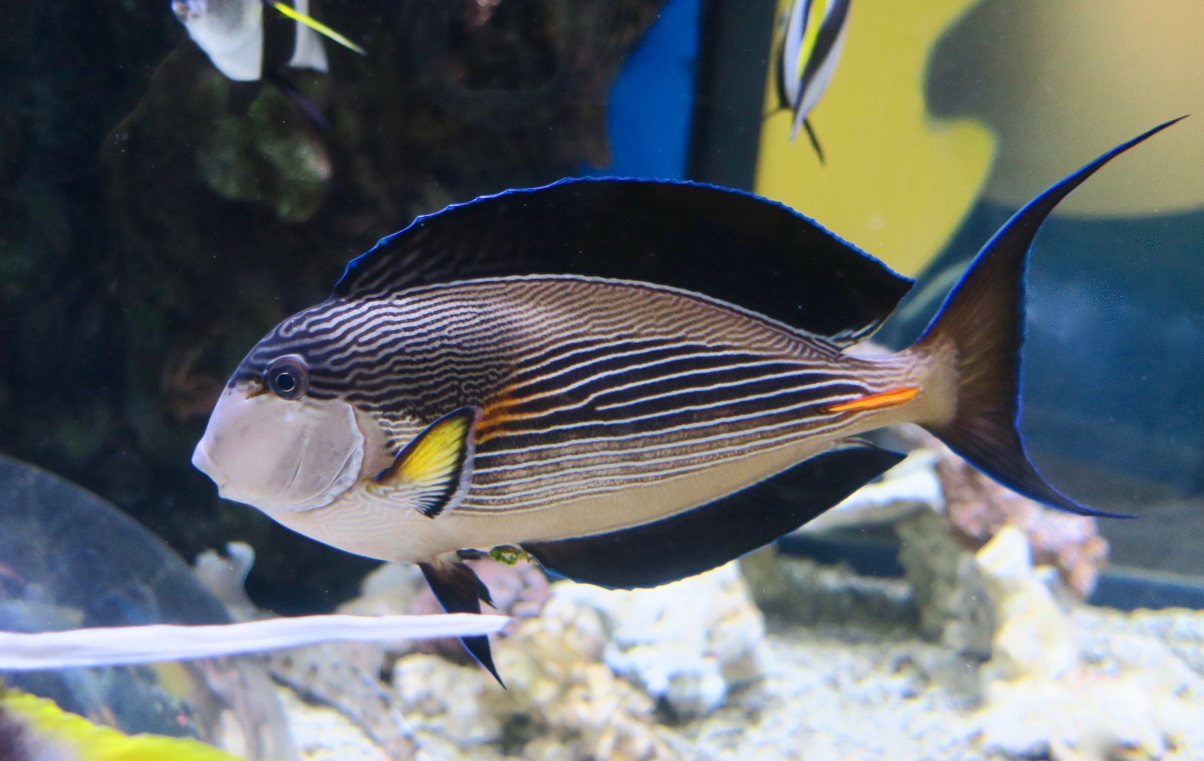 Sohal Tang (Acanthurus sohal)