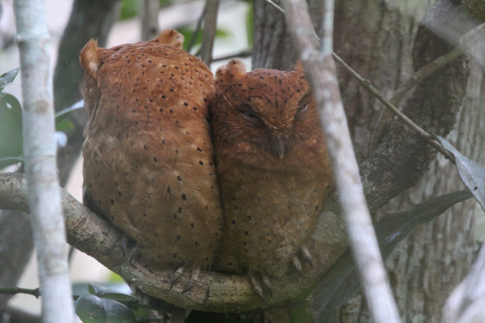 Sokoke Scops-Owl