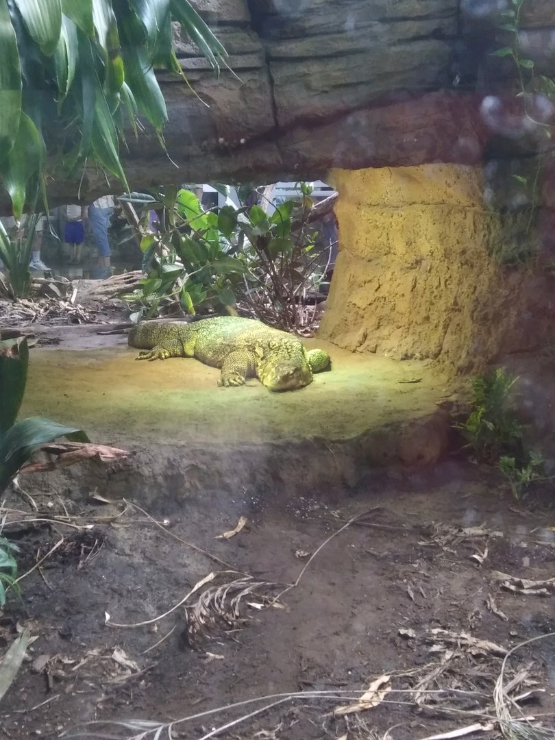 Solair the Asian Water Monitor (May 28, 2023)