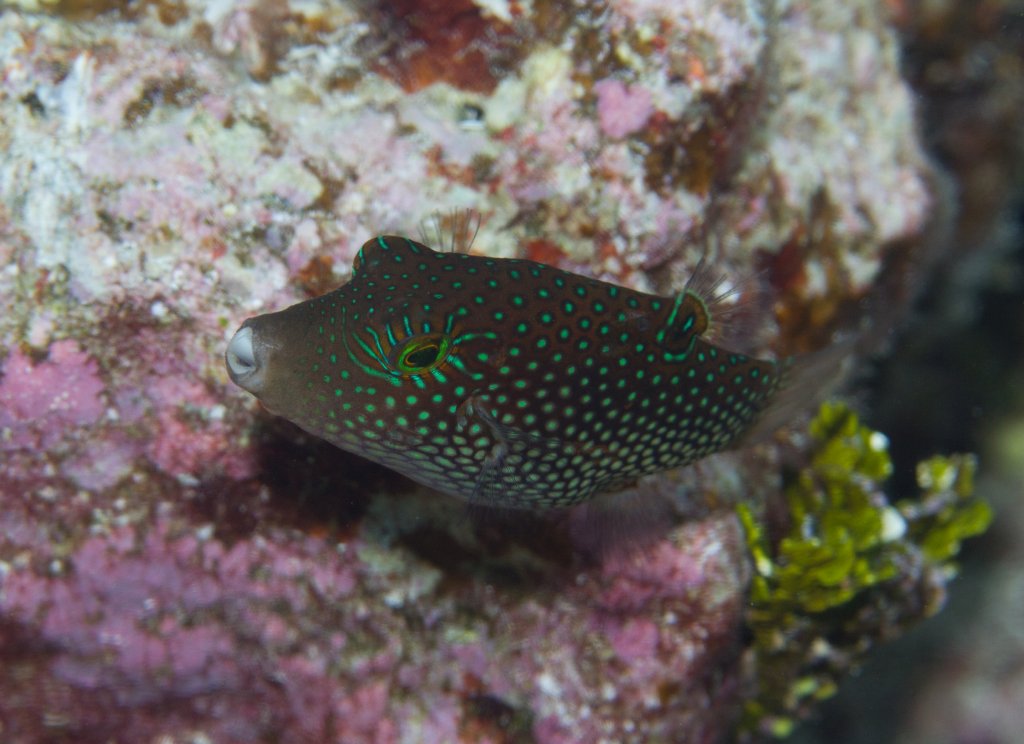 Solander's Toby (Canthigaster solandri)