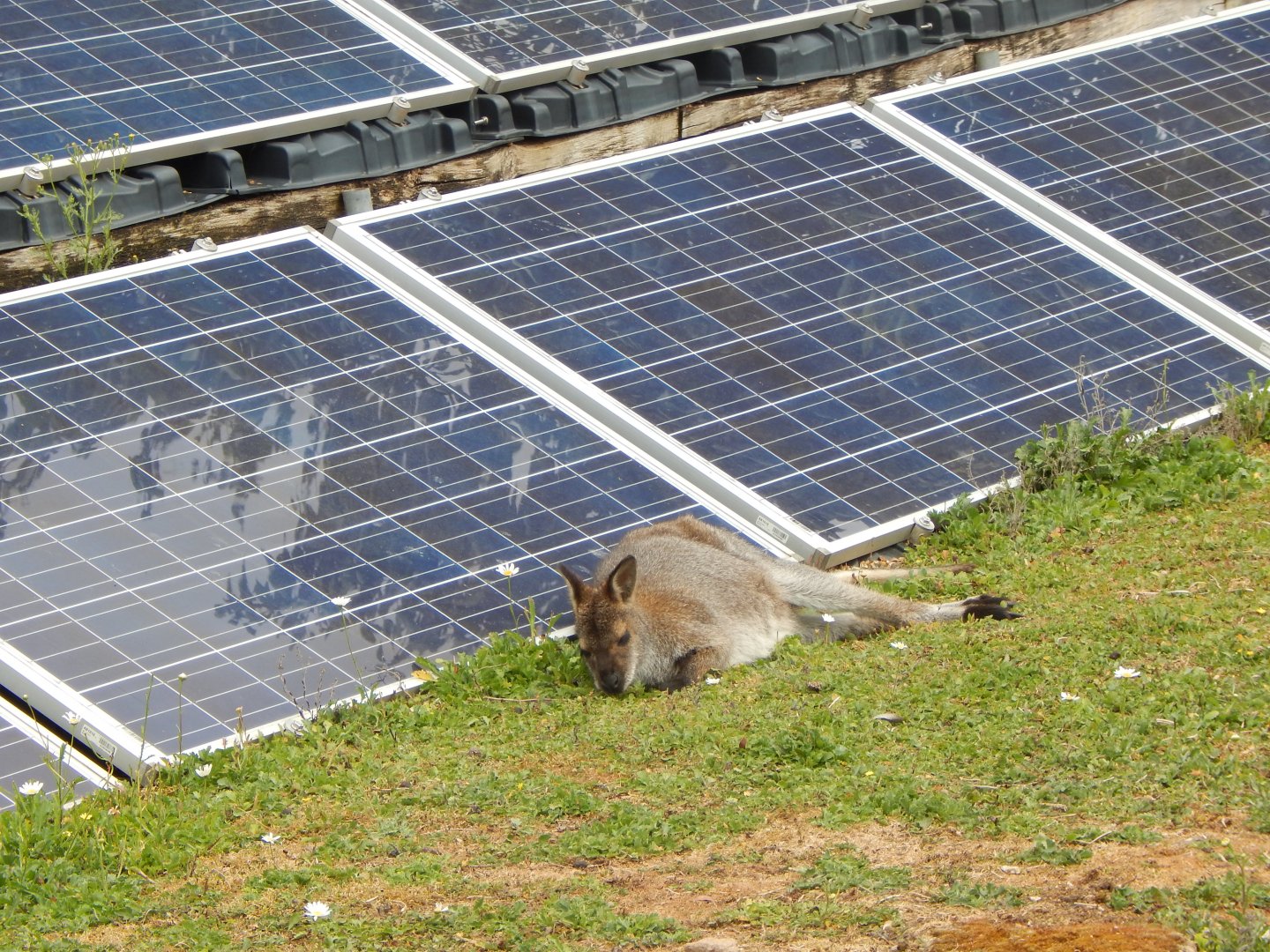 Solar-powered Red-necked wallaby 150725