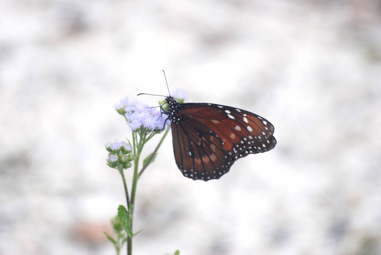 Soldier, Punta Gorda, October 2013
