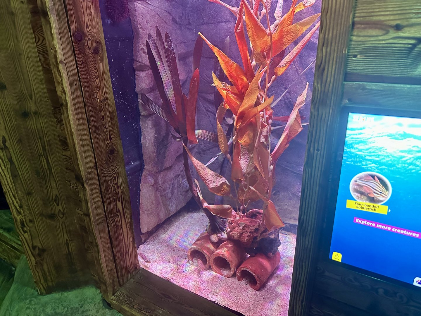 Soldierfish Exhibit