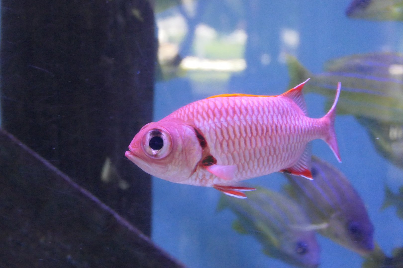Soldierfish sp. (Myripristis sp.)