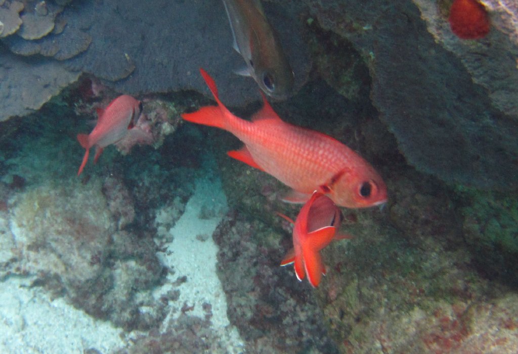 Soldierfish