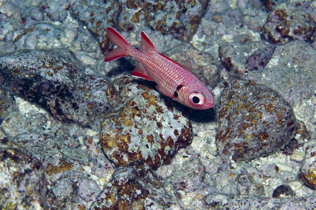 Soldierfish