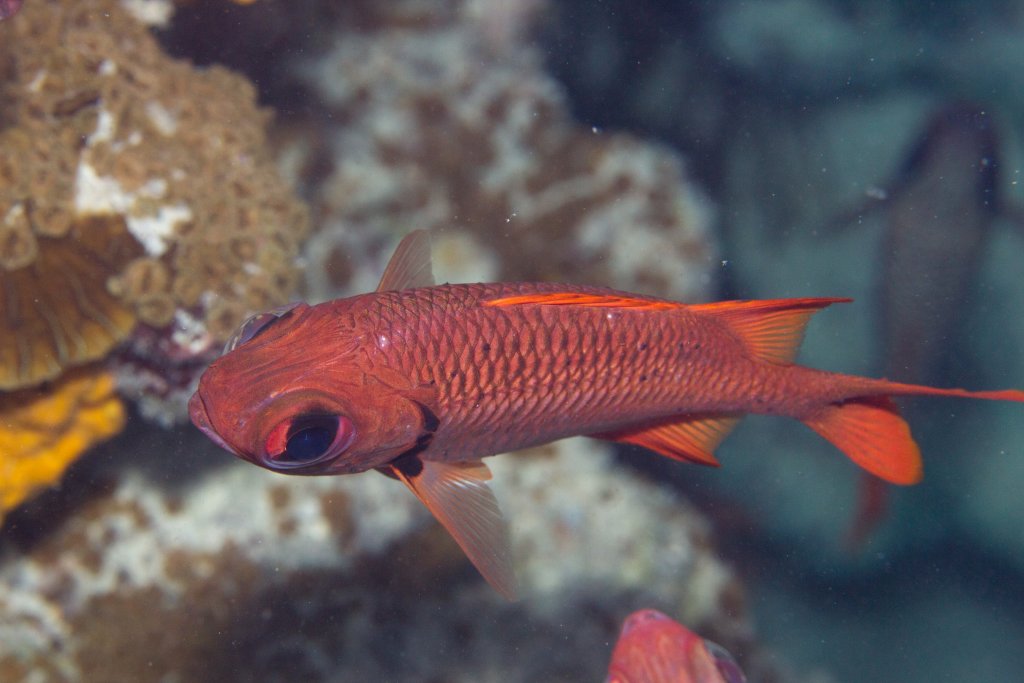 Soldierfish