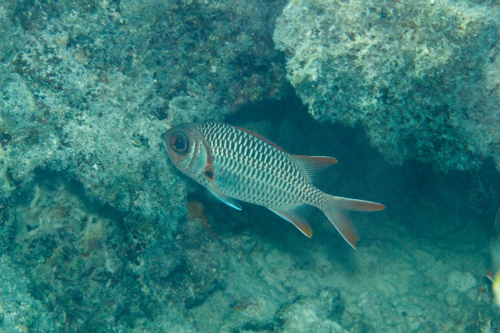 Soldierfish