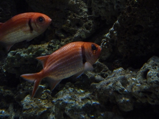 Soldierfish