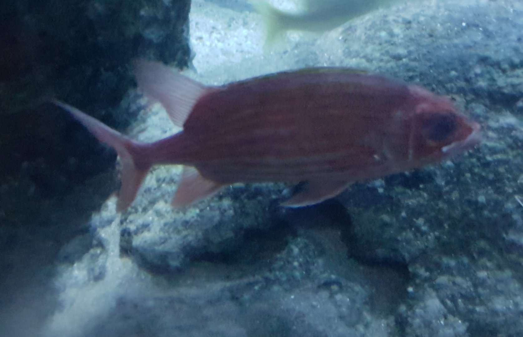 Soldierfish