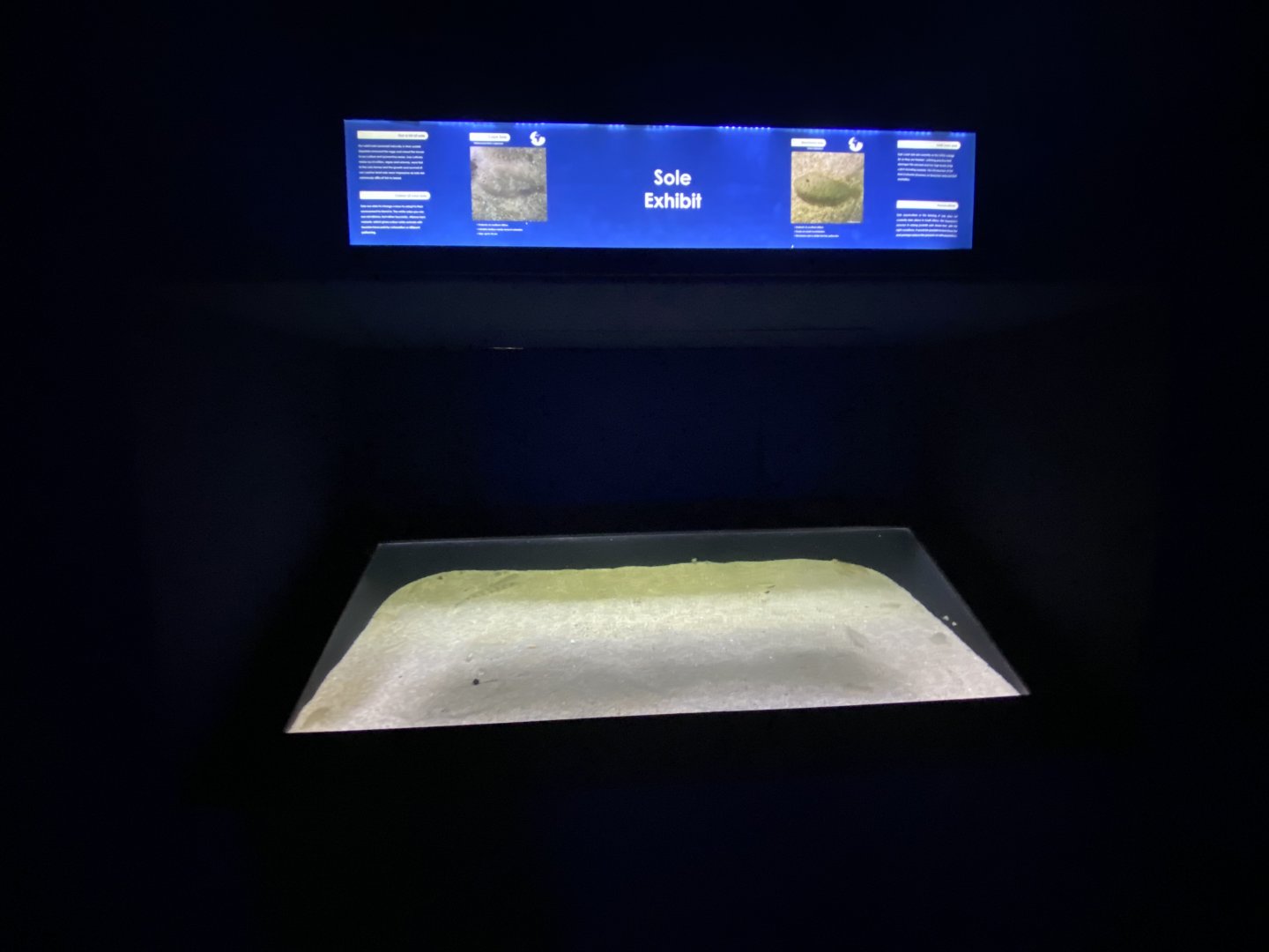 Sole aquarium