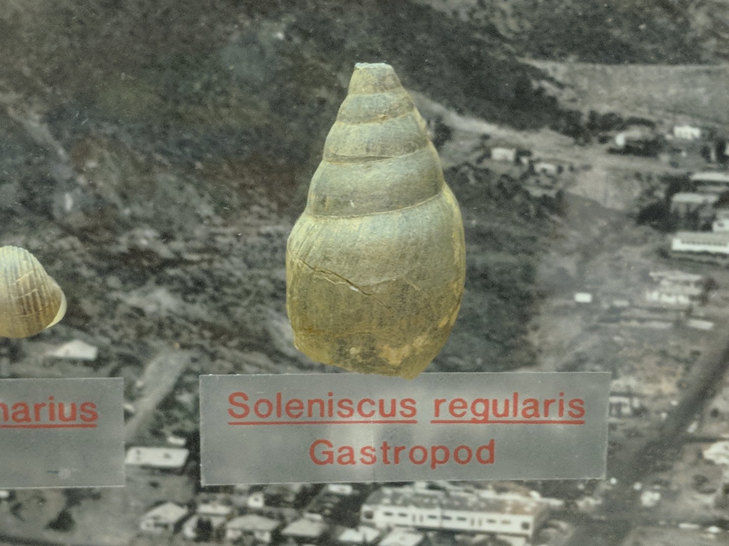 Soleniscus regularis