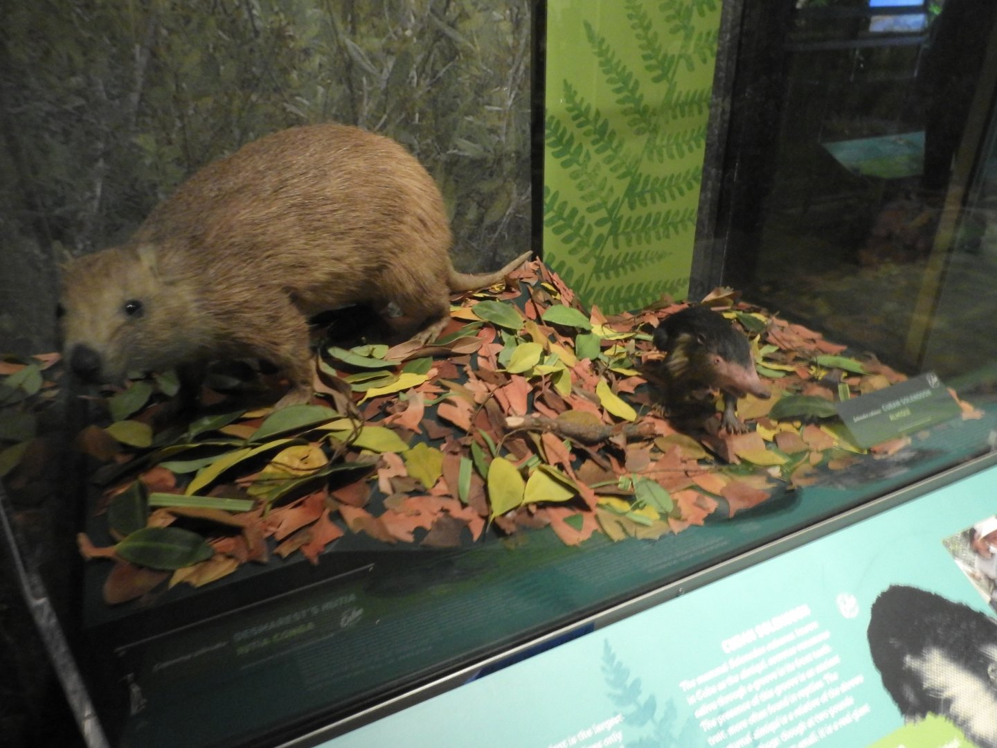 Solenodon and Hutia
