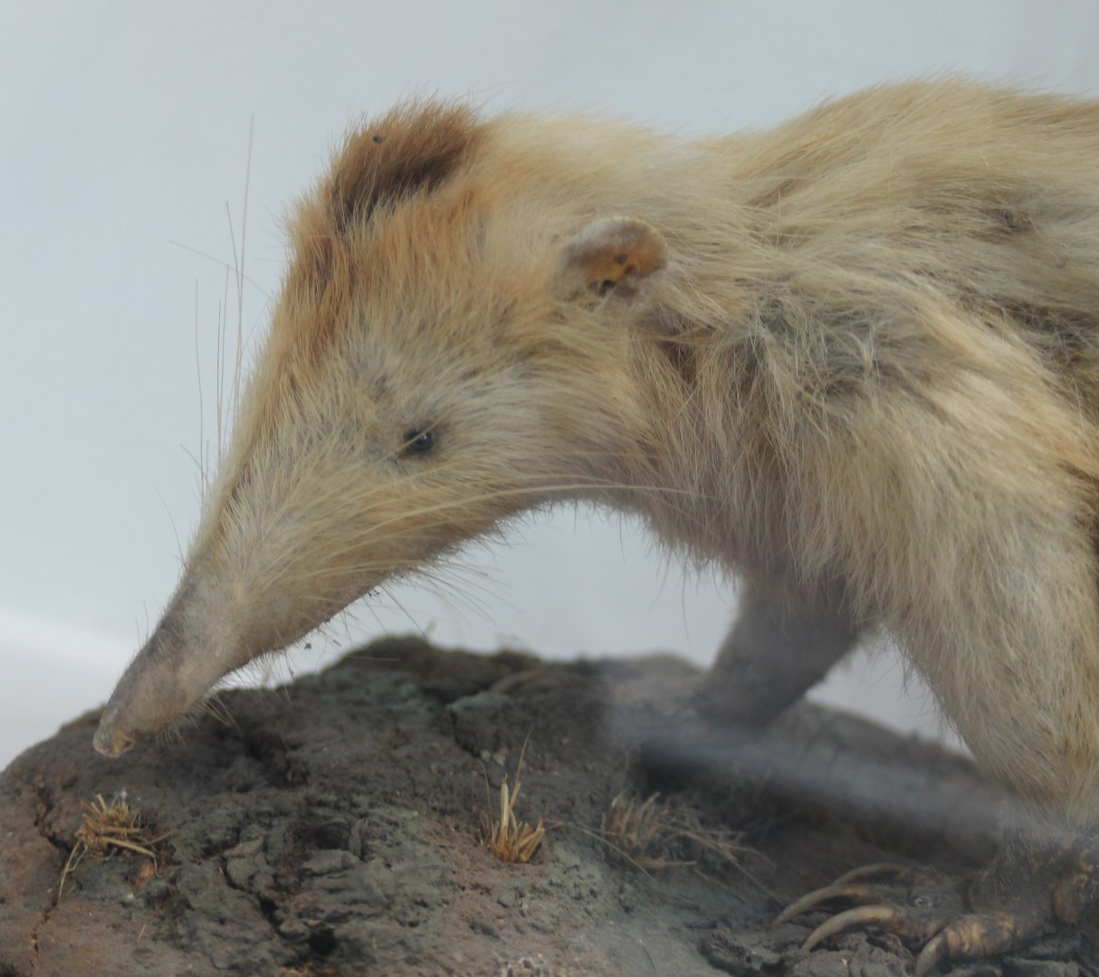 Solenodon species