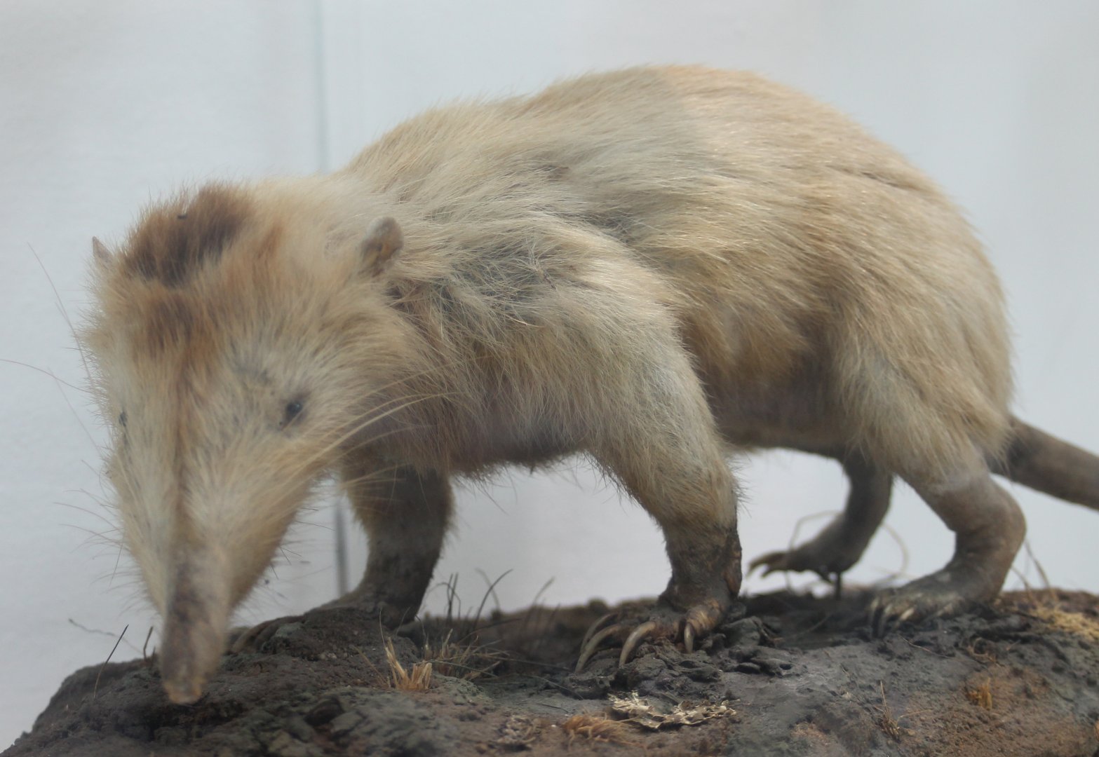 Solenodon species