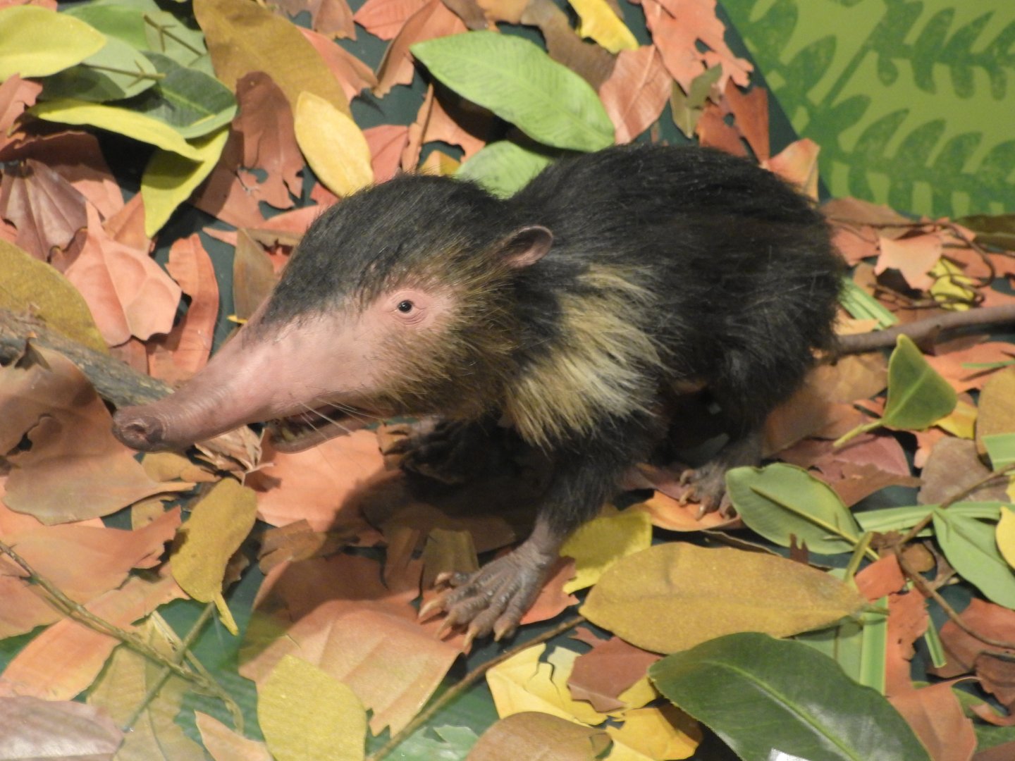 Solenodon