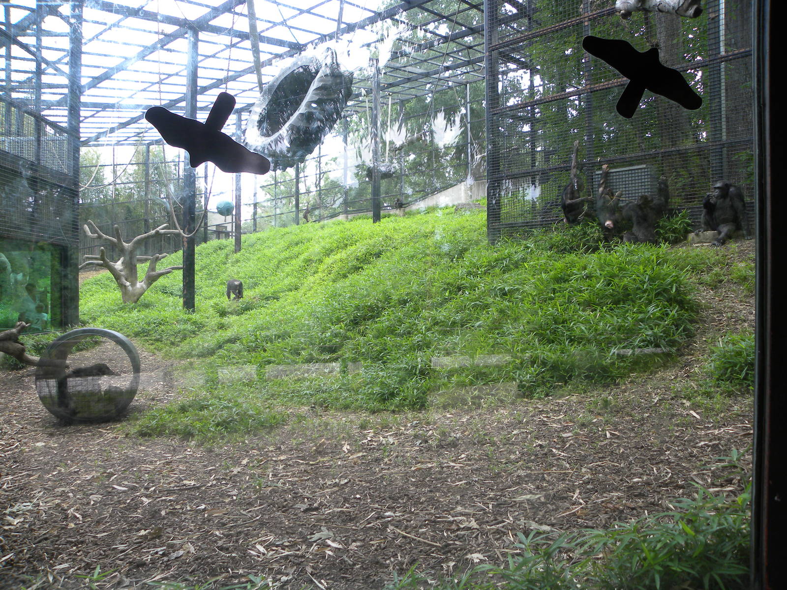 Solid Chimp Exhibit Despite Cage