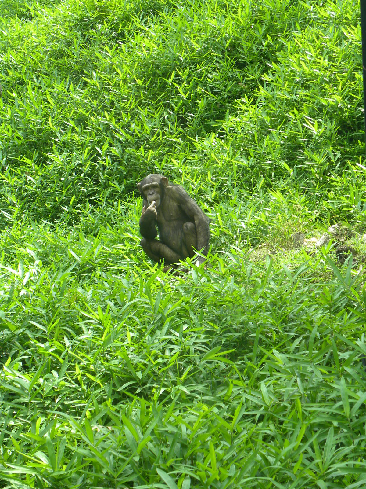 Solid Chimp Exhibit Despite Cage