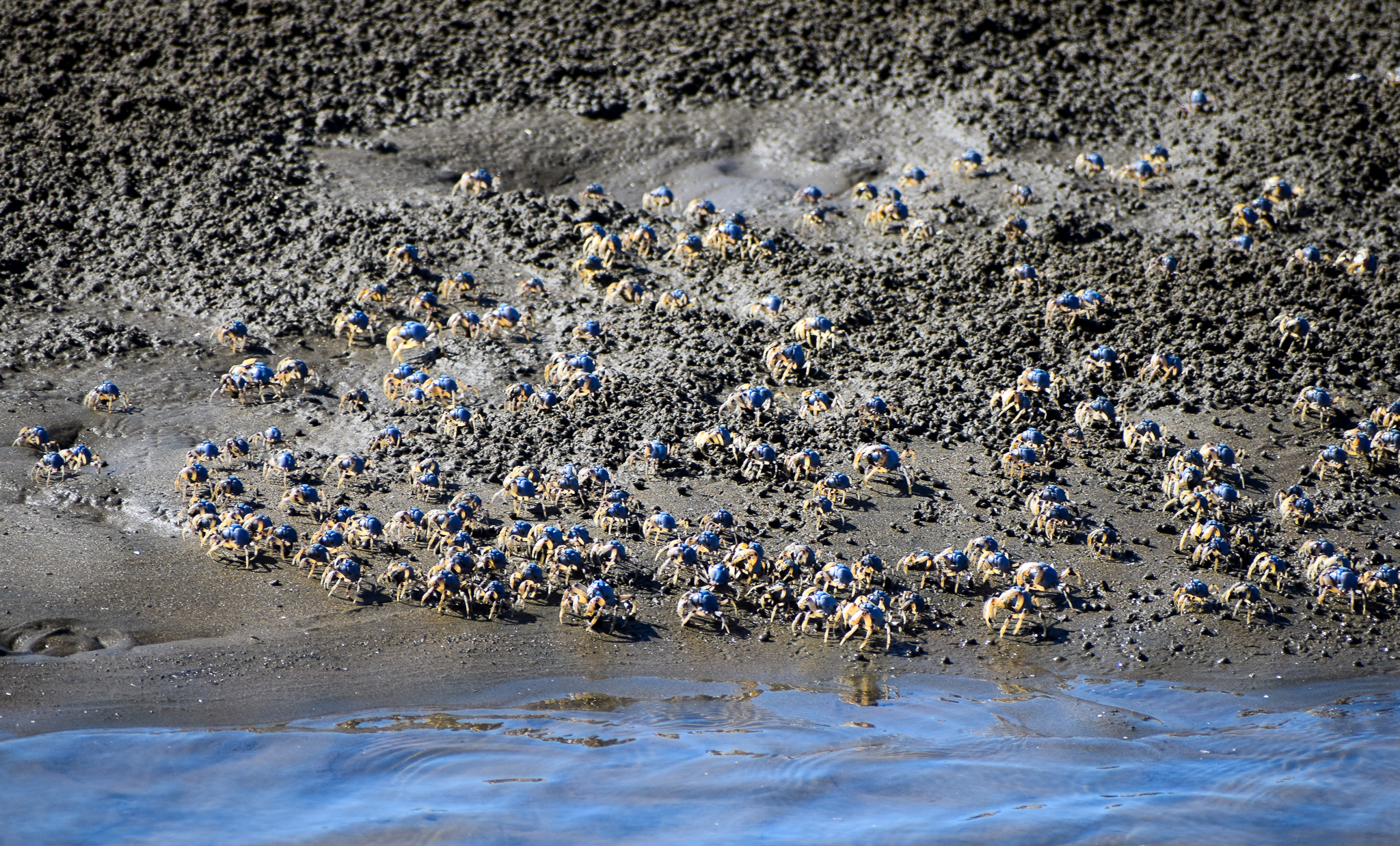 Solider Crabs (Mictyris longicarpus)