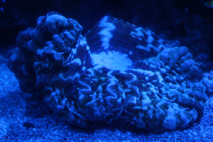 Solitary cup coral (Cynarina cf. 'macassarensis')