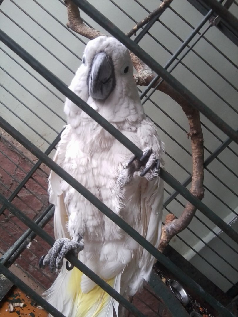 Solitary, Ex-pet, Blue-eyed Cockatoo