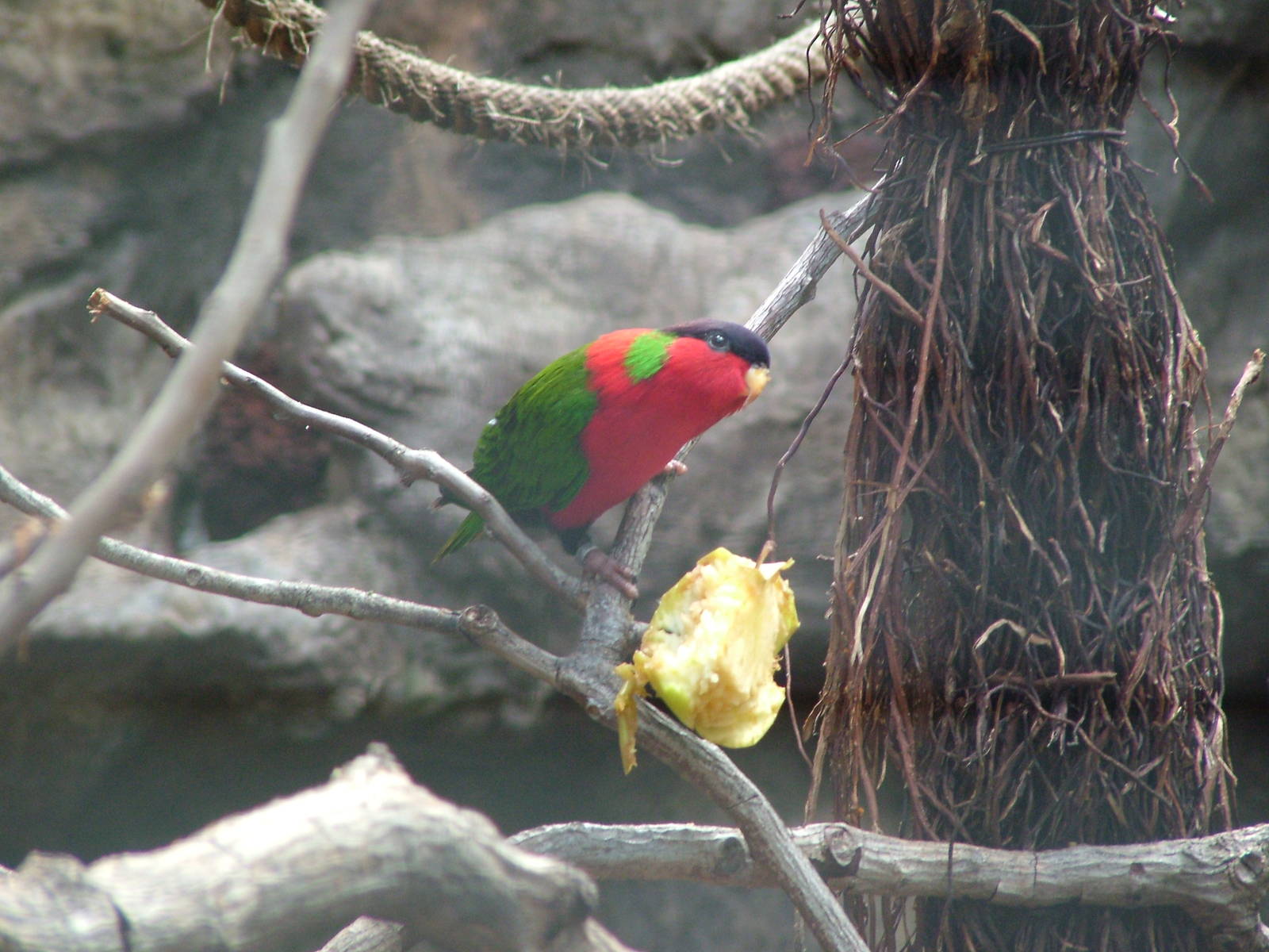 Solitary Lory at Loro Parque, 08/11/10