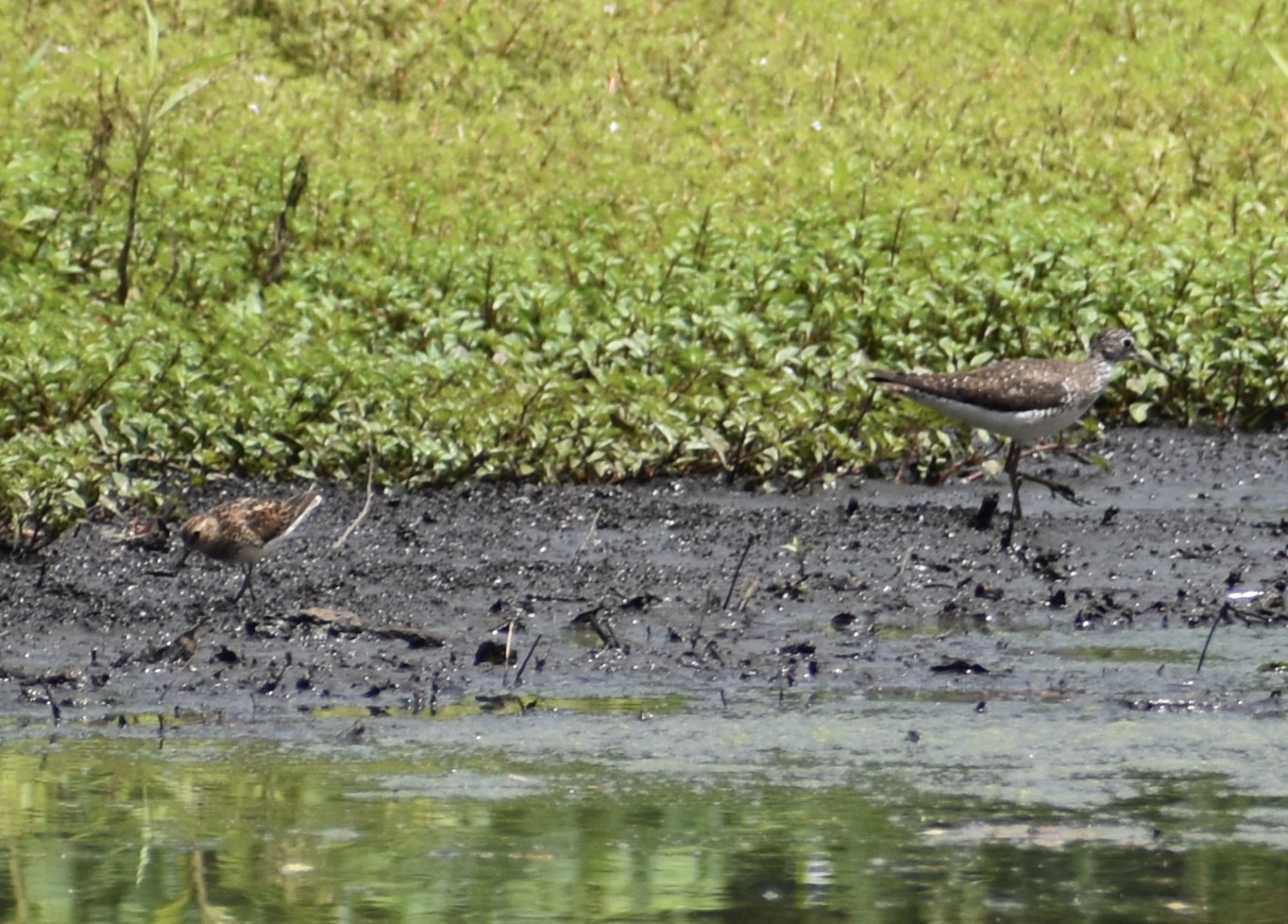 Solitary Sandpiper and Least Sandpiper ~ Horn Pond, Massachusetts