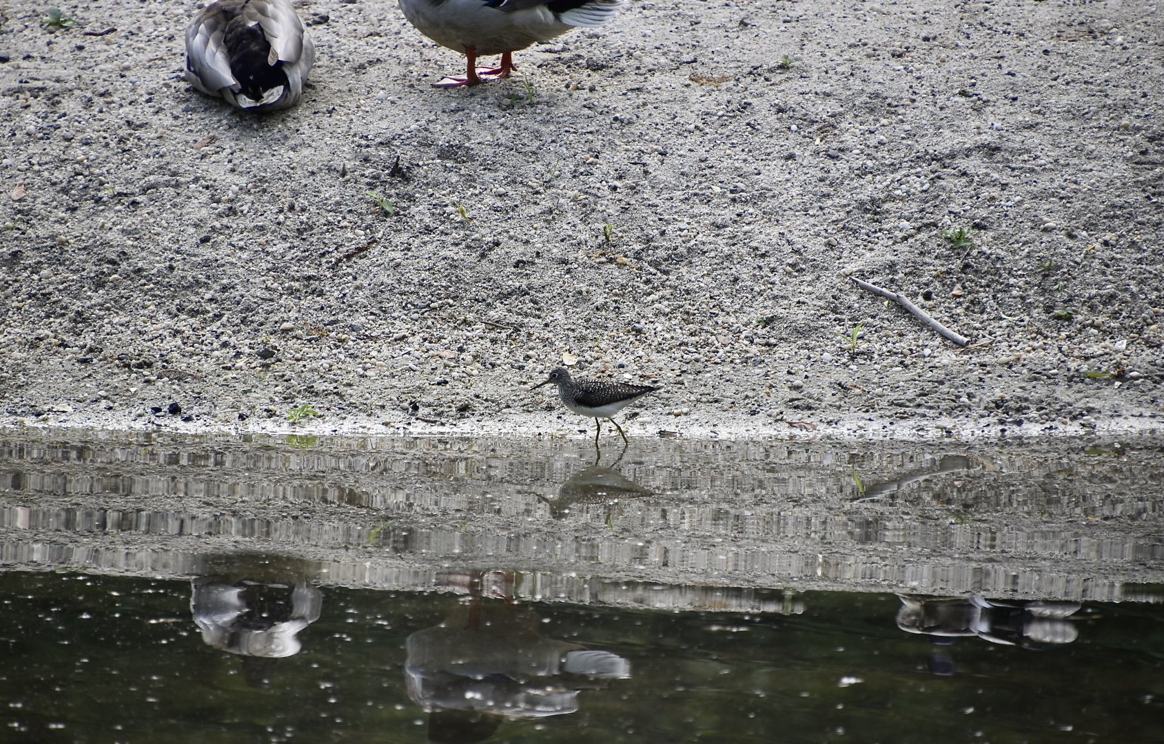 Solitary Sandpiper (Tringa solitaria) - wild - with mallards for size comparison!