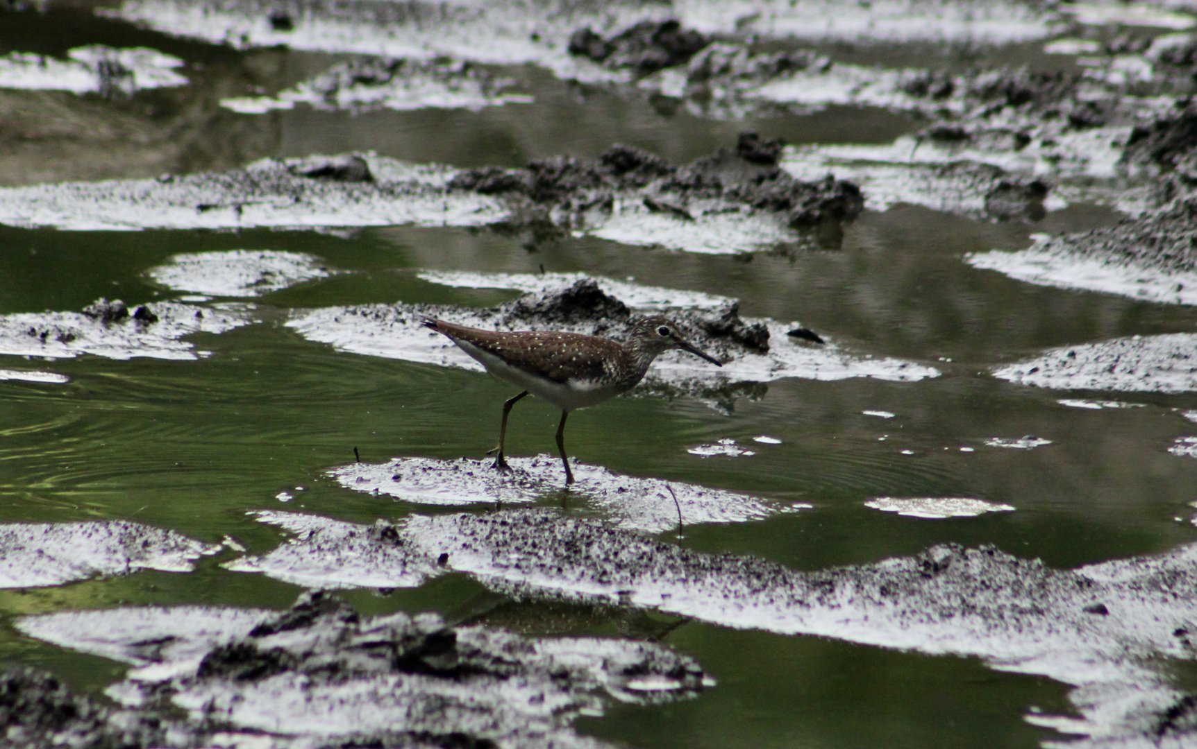 Solitary Sandpiper (Tringa solitaria) - wild