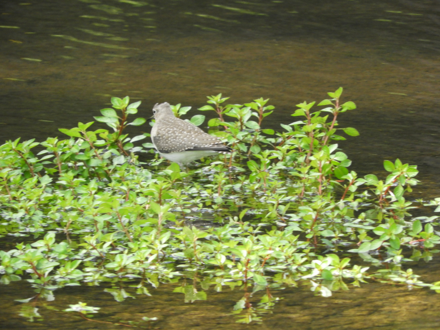Solitary Sandpiper (Tringa solitaria)