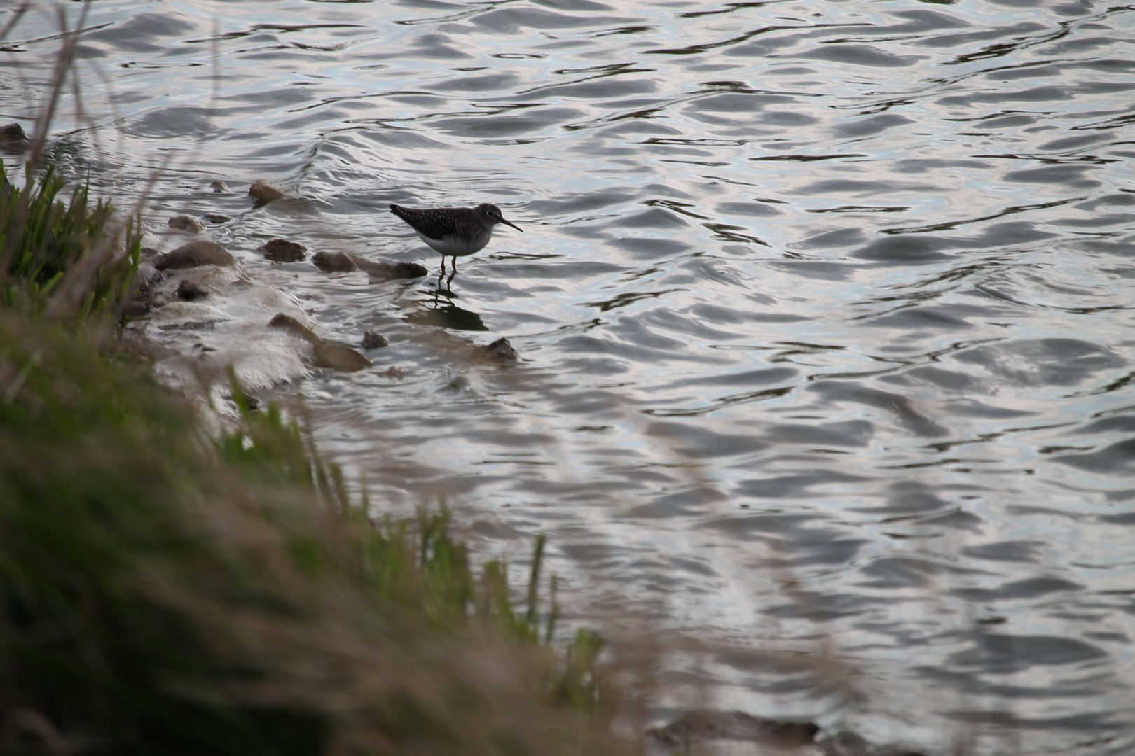 Solitary Sandpiper (Tringa solitaria)