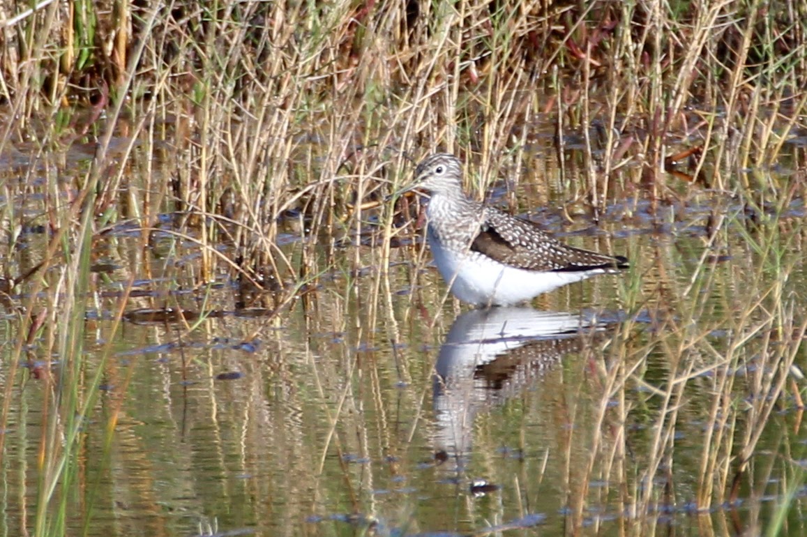 Solitary Sandpiper