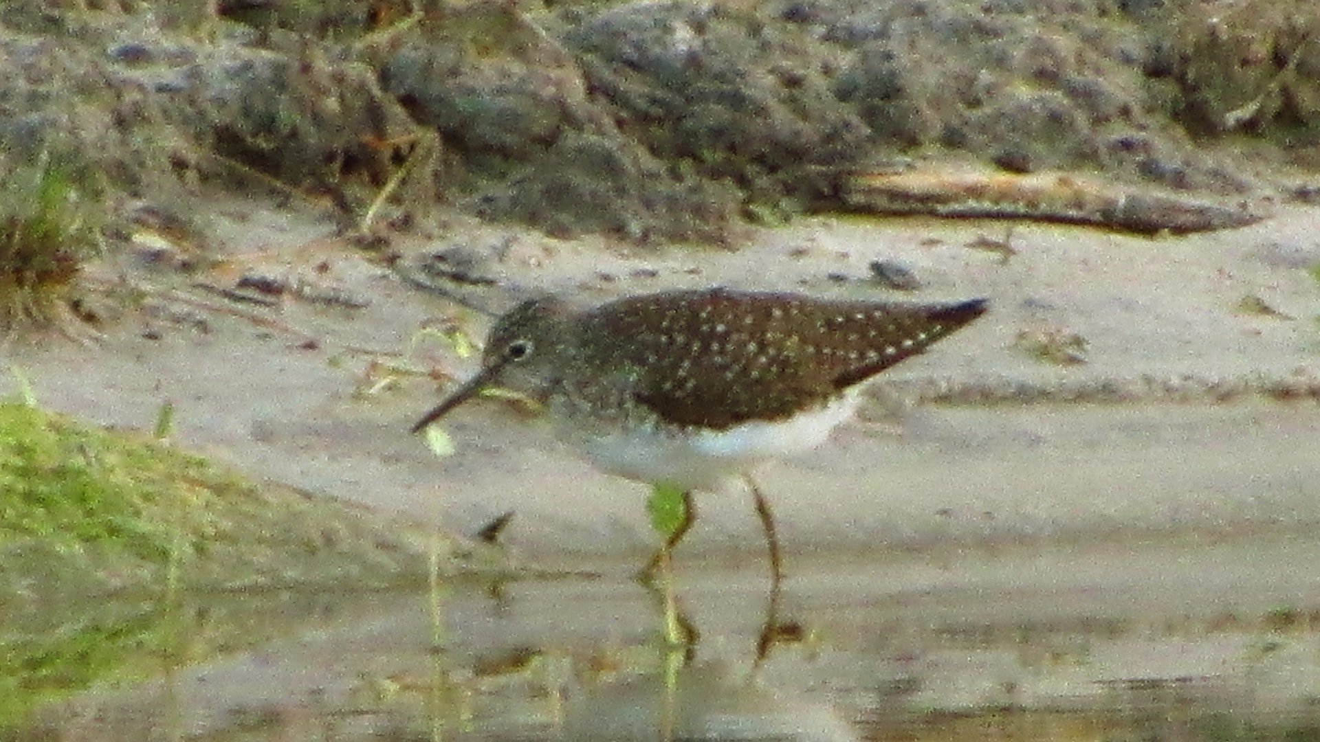 Solitary Sandpiper
