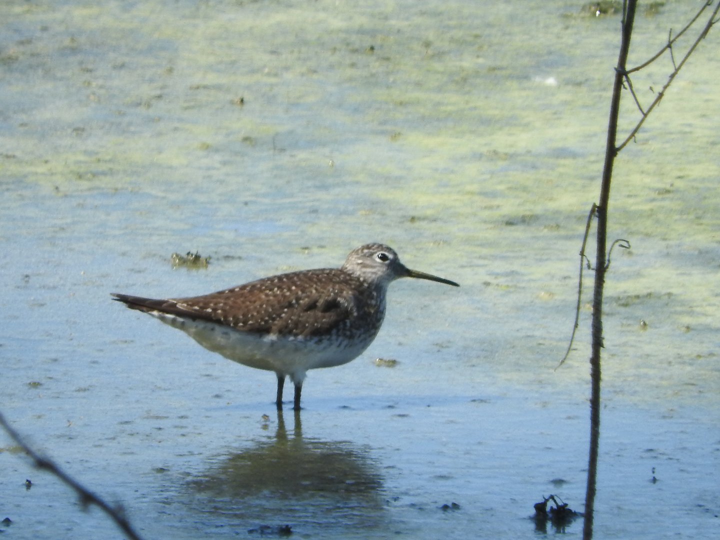 Solitary Sandpiper
