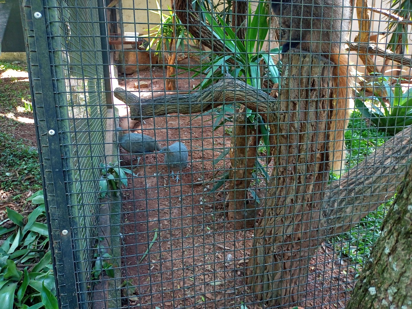 Solitary tinamou and Black fronted titi