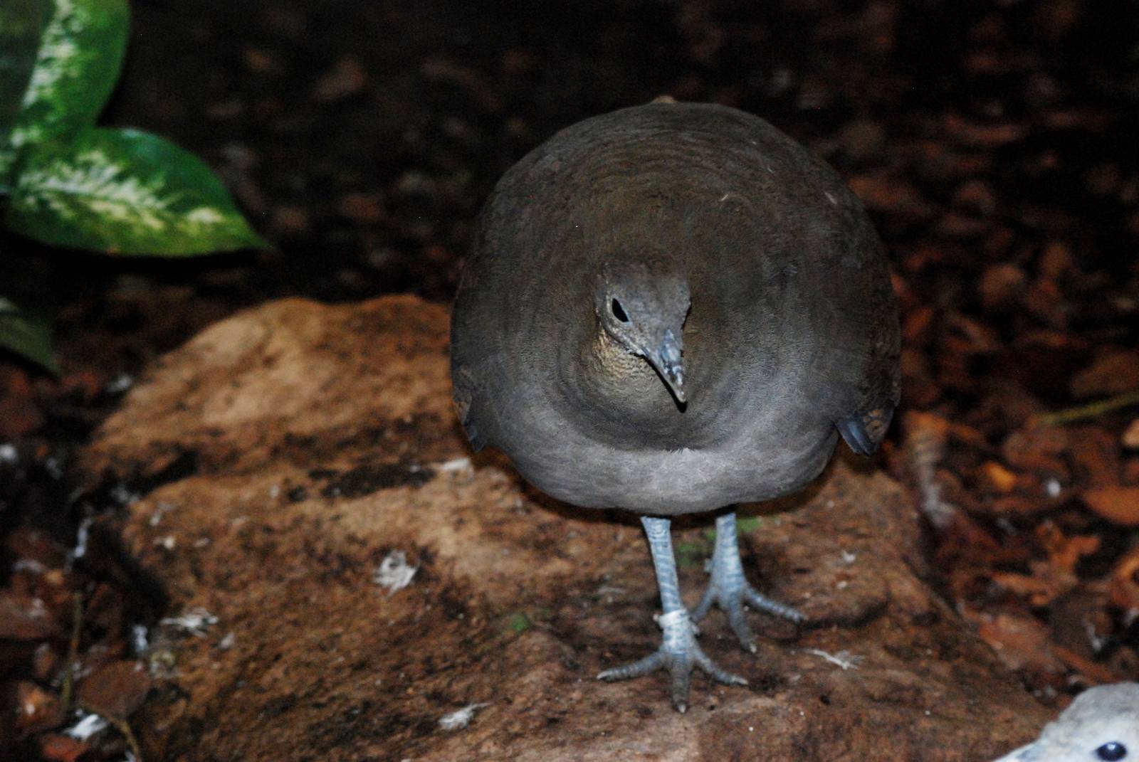 Solitary Tinamou at Walsrode, 22/03/13
