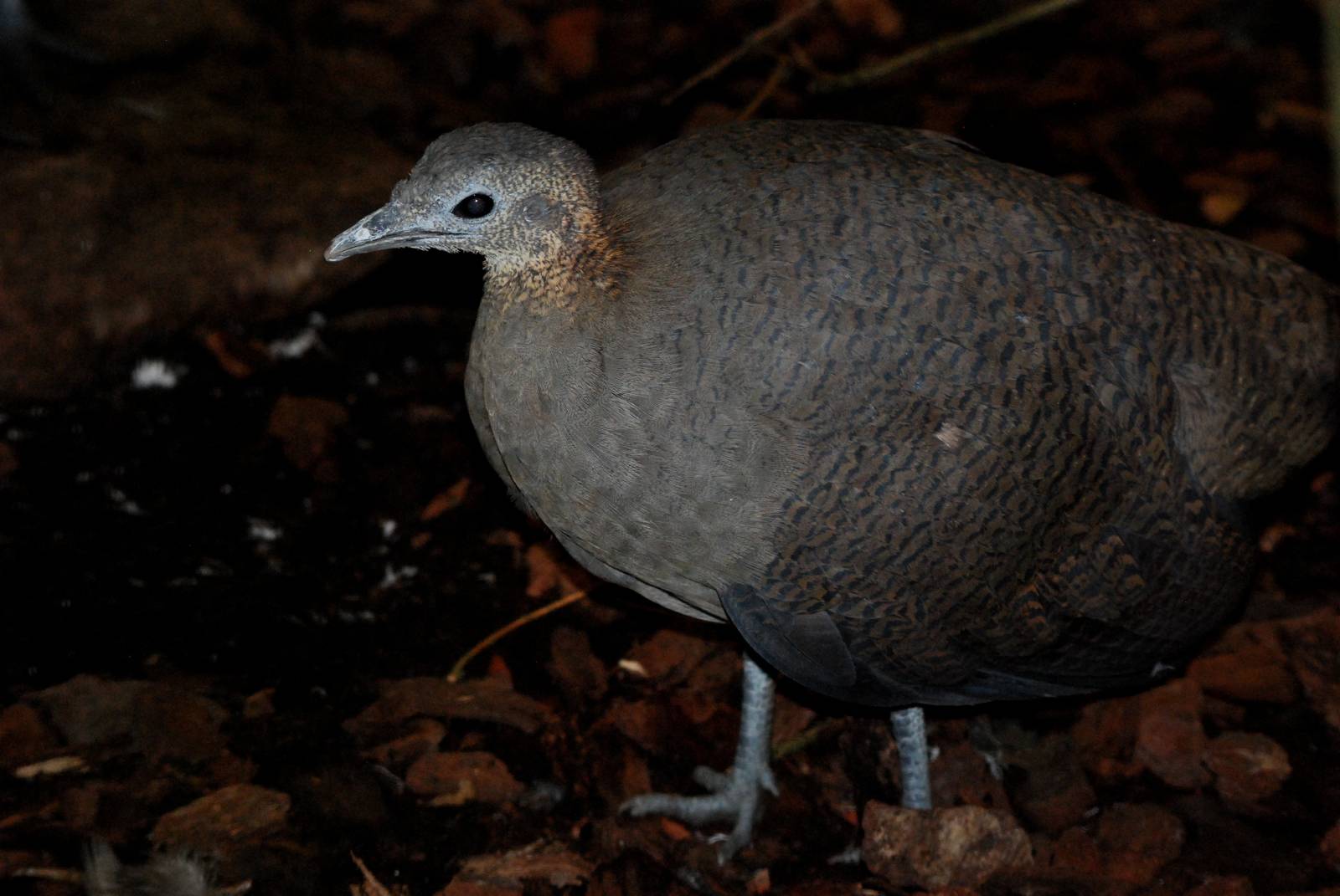 Solitary Tinamou at Walsrode, 22/03/13